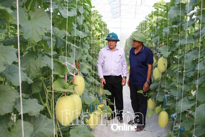 Nông nghiệp công nghệ cao phát huy hiệu quả trên vùng nắng hạn 