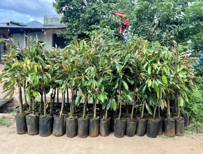 Hội Nông dân xã Bác Ái Tây cấp phát 1.638 cây giống sầu riêng cho người dân