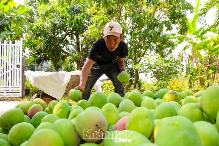 Chi cục Trồng trọt và Bảo vệ thực vật tỉnh sẽ tập huấn, hỗ trợ các xã thực hiện tiêu chí nông thôn mới