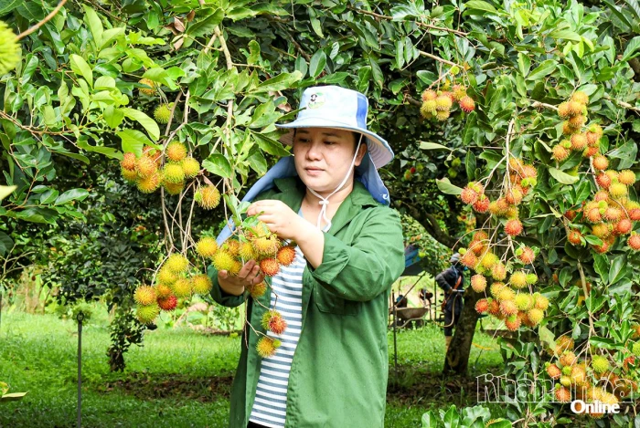 Tuần lễ Nông sản và sản phẩm OCOP: Sẽ hội tụ nhiều sản vật đặc trưng