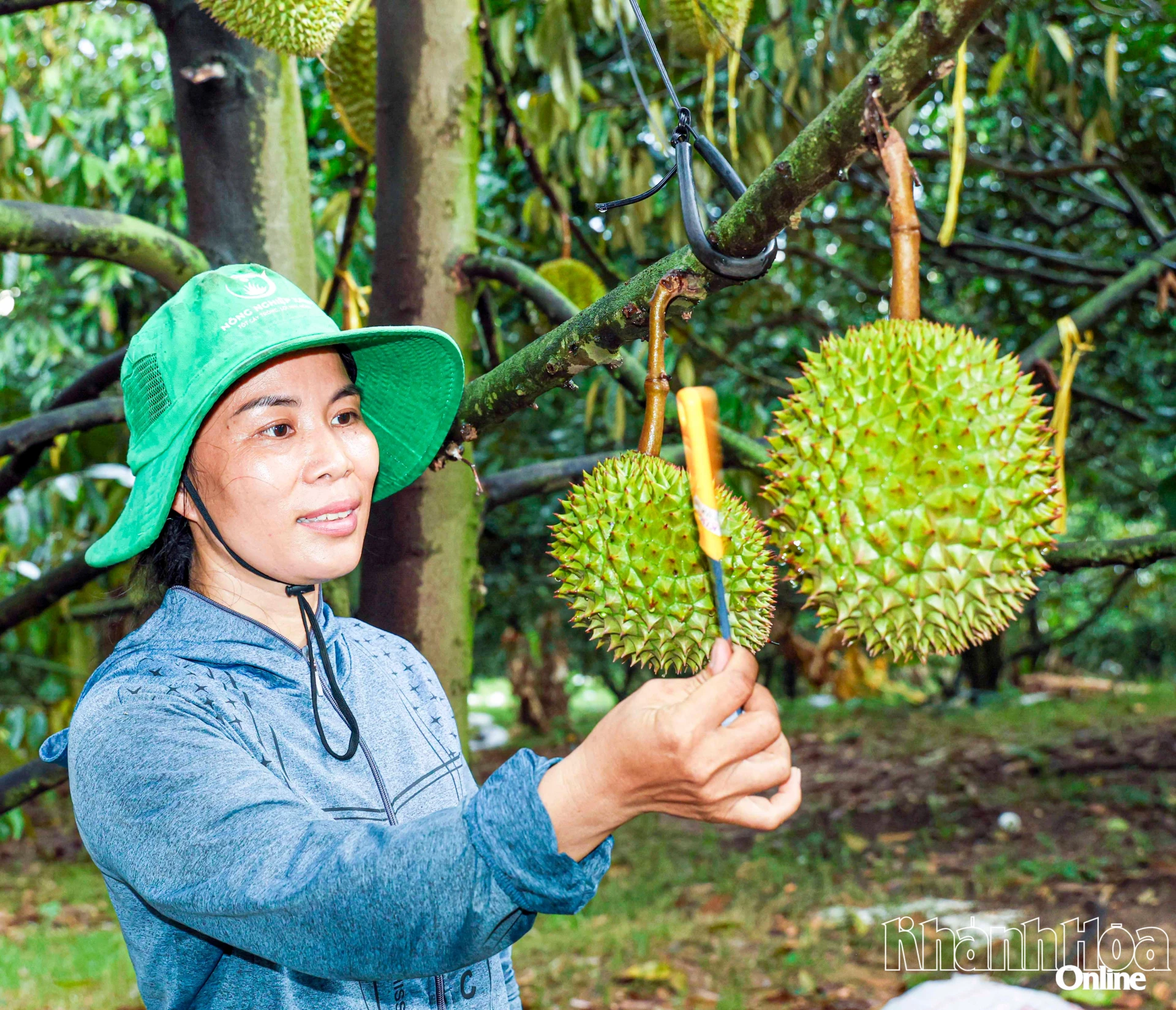 Nông dân chăm chút nông sản để chuẩn bị tham gia Tuần lễ Nông sản và sản phẩm OCOP tỉnh Khánh Hòa năm 2026.
