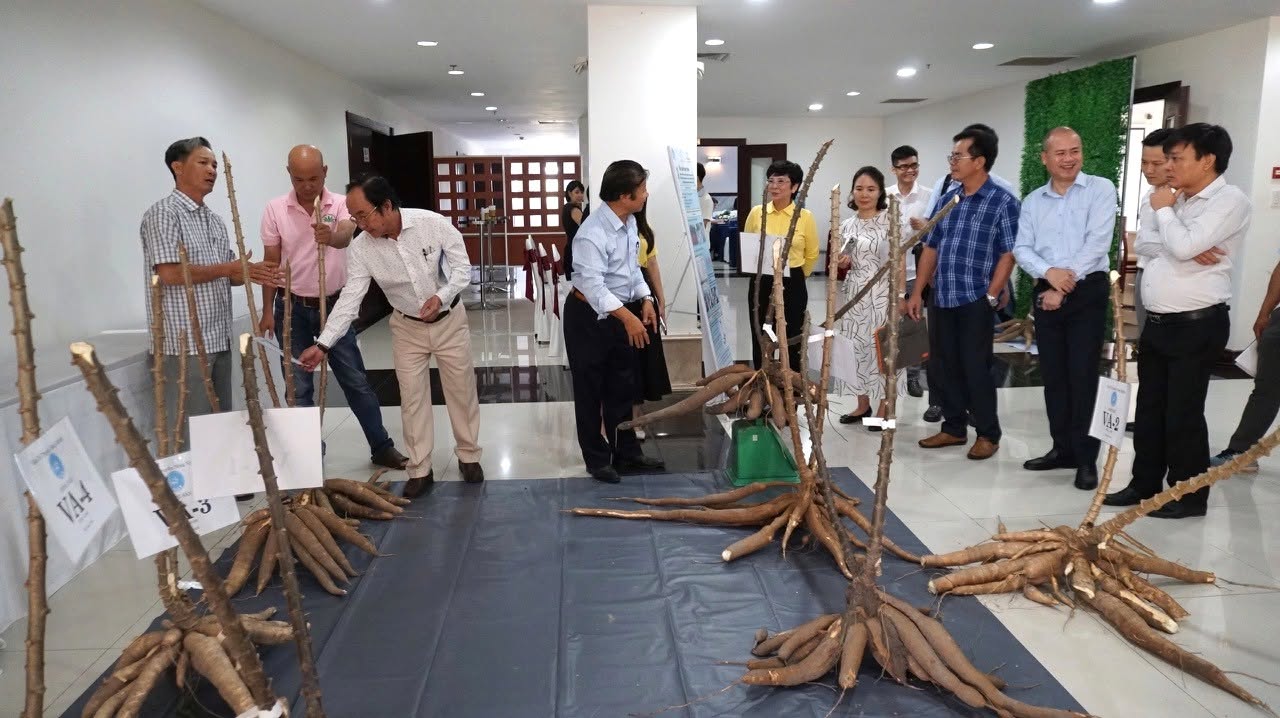 Giống sắn được phát triển từ nghiên cứu của GS. Lê Huy Hàm hội tụ đồng thời nhiều đặc tính ưu việt: Kháng bệnh khảm lá, cho năng suất tinh bột cao và có kiểu hình thân thẳng. Ảnh: Quỹ Thiện tâm.