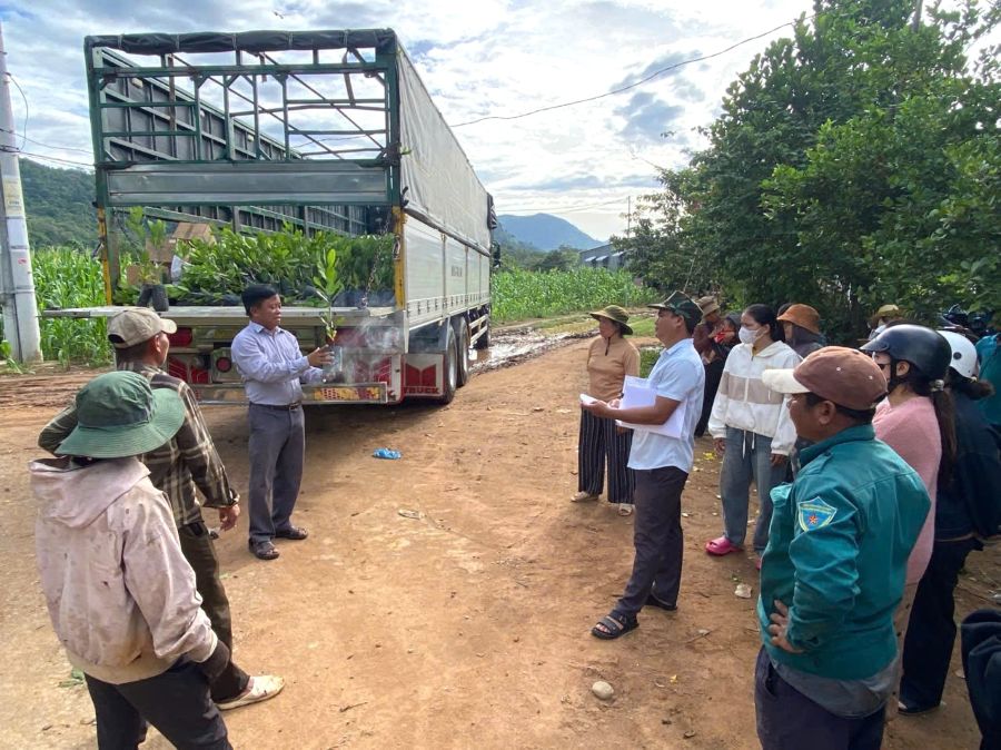 Cán bộ Hội Nông dân xã Bác Ái Tây và kỹ thuật viên hướng dẫn hội viên nông dân kiểm tra chất lượng cây giống điều trước khi cấp phát cho các hộ dân tham gia mô hình phát triển cây điều tại thôn Hành Rạc.