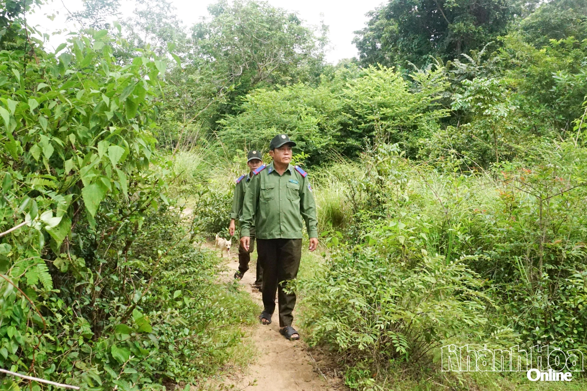 Nhân viên của Ban Quản lý rừng phòng hộ Ninh Hòa - Vạn Ninh kiểm tra khu vực đất rừng căm xe ở xã Tây Ninh Hòa.