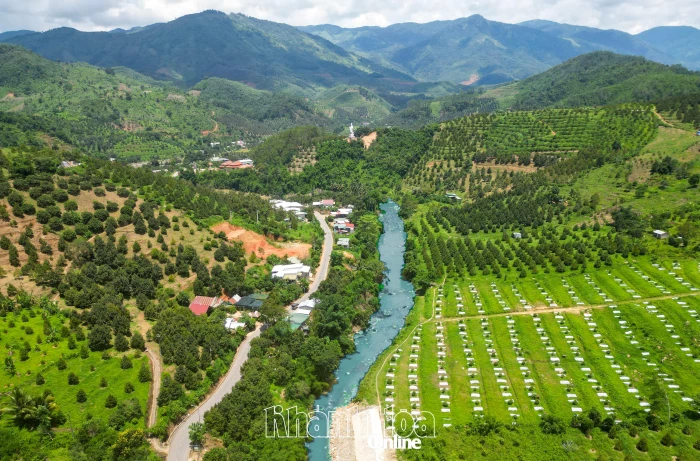 Toàn tỉnh Khánh Hòa có hơn 4.900ha cánh đồng lớn, 170 mã số vùng trồng