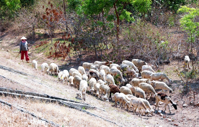 Khánh Hòa ban hành kế hoạch triển khai Đề án phát triển sản phẩm dê, cừu Halal năm 2026