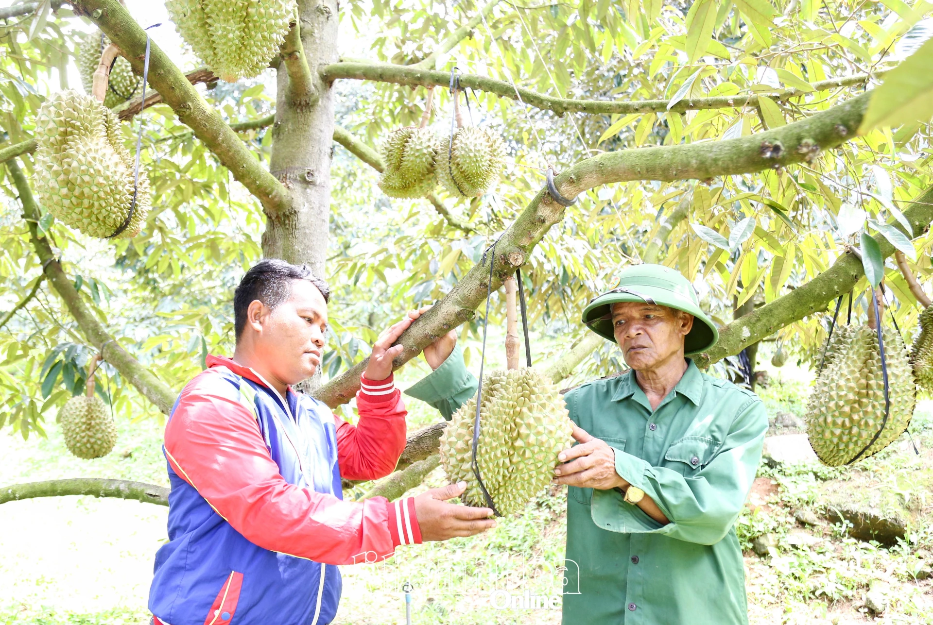 Ông Cao Thuấn (bên phải) hướng dẫn thanh niên ở thôn Tà Giang kỹ thuật chăm sóc cây sầu riêng.