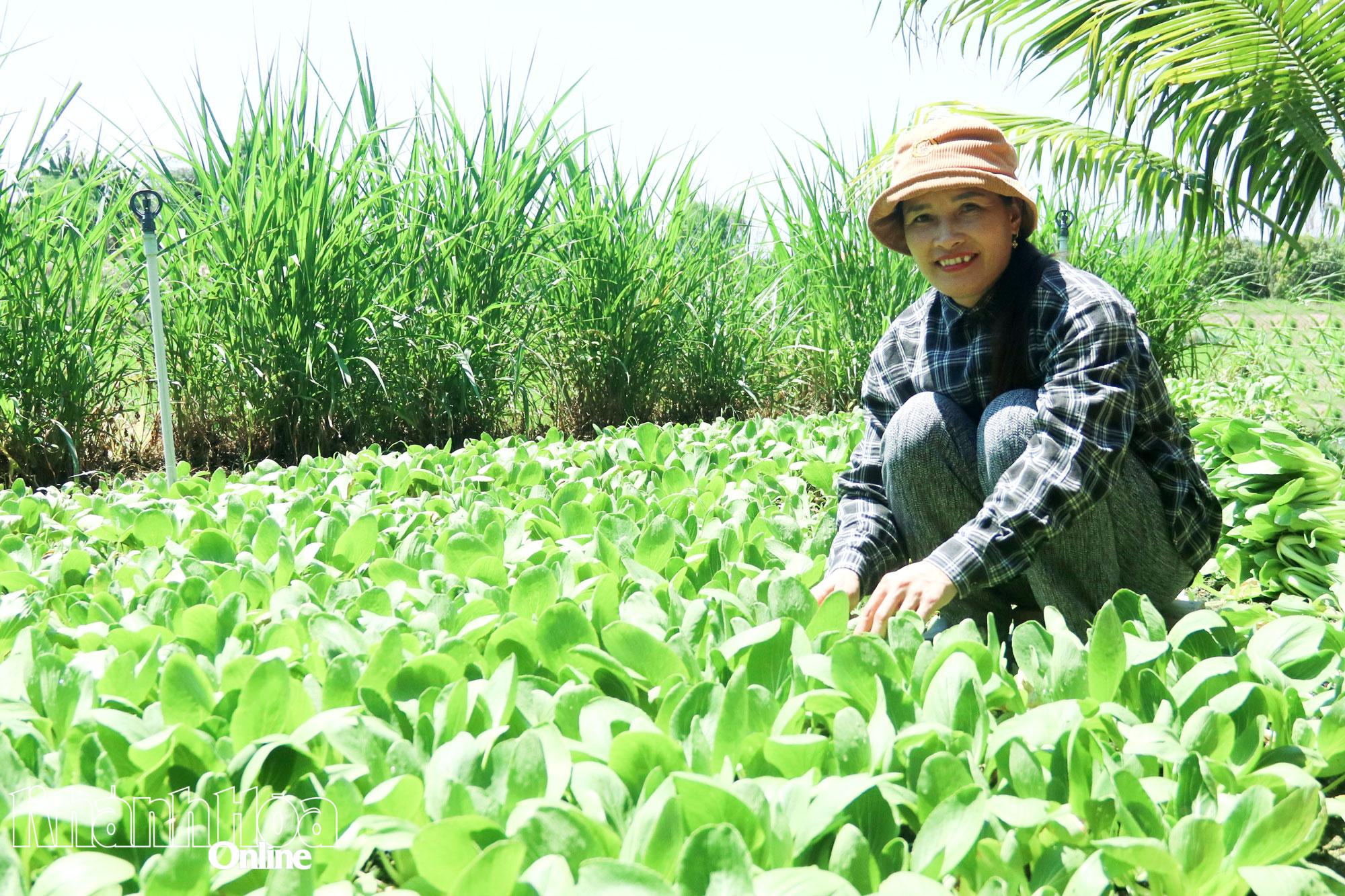 Bà Trần Thị Hiền thu hoạch rau trong vườn nhà.