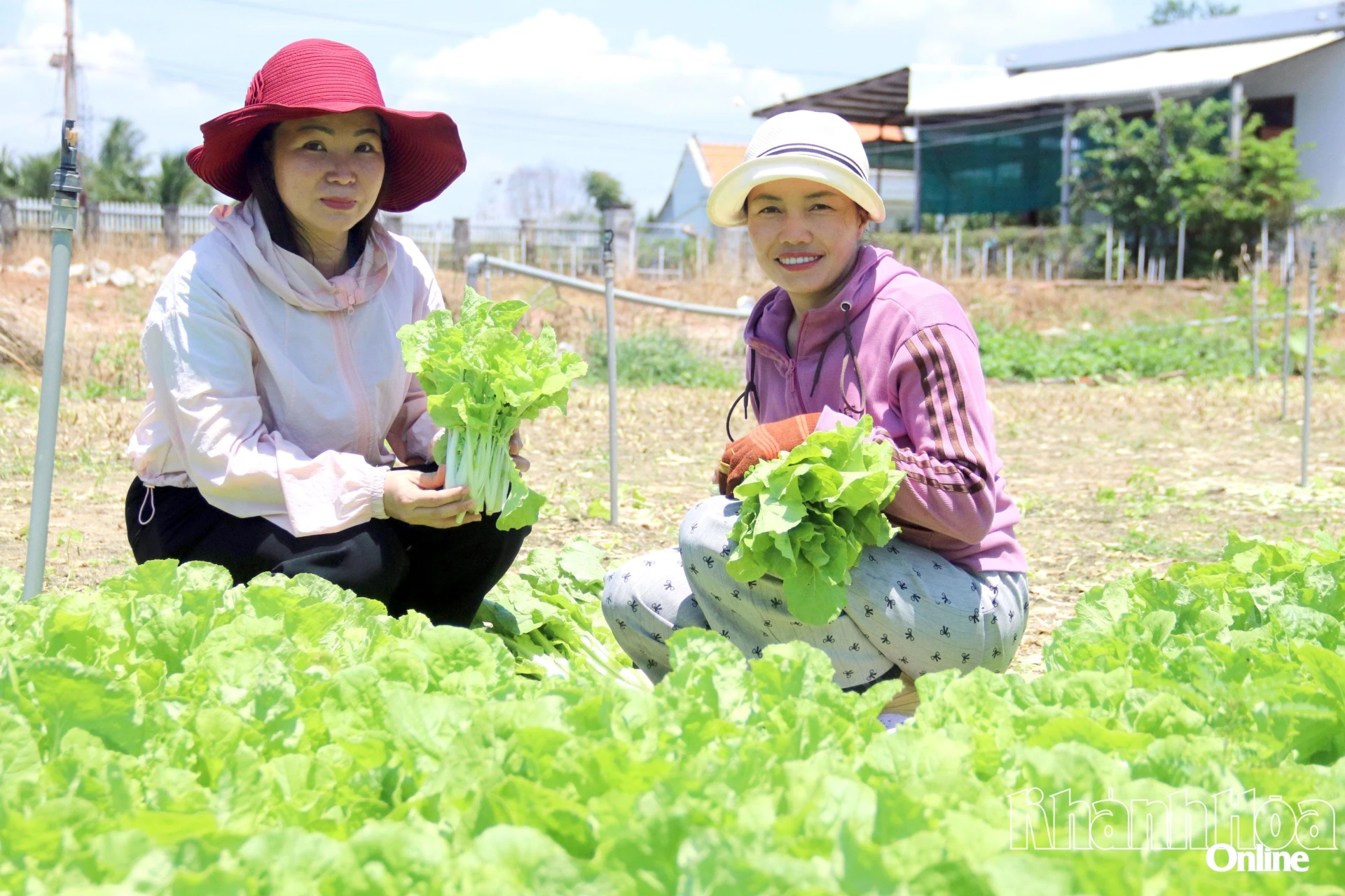 Bà Đầu Thị Dư (bên phải) có nguồn thu ổn định từ việc trồng rau.
