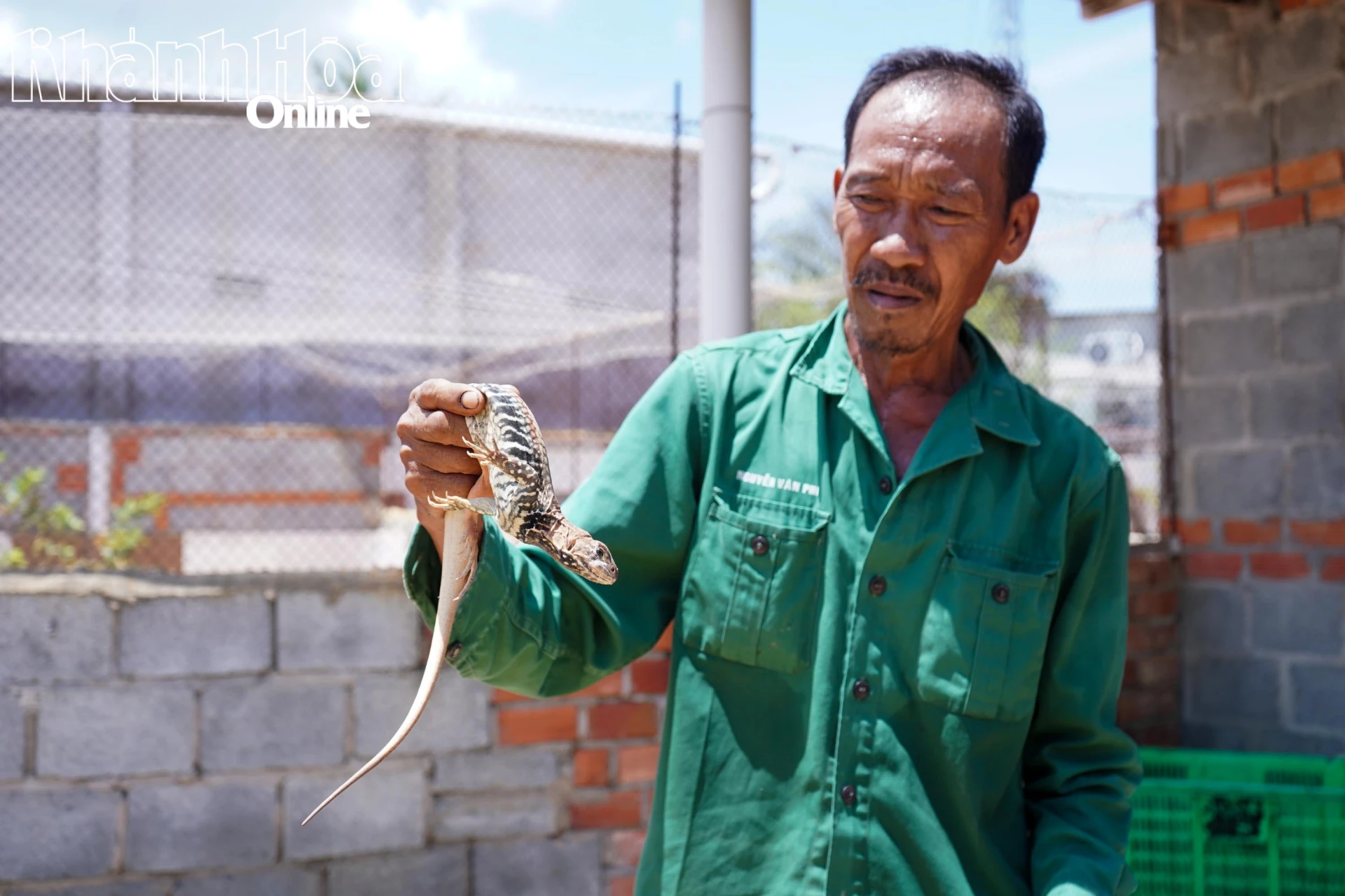 Người dân thôn Hòa Thủy có thu nhập ổn định từ nghề nuôi dông.