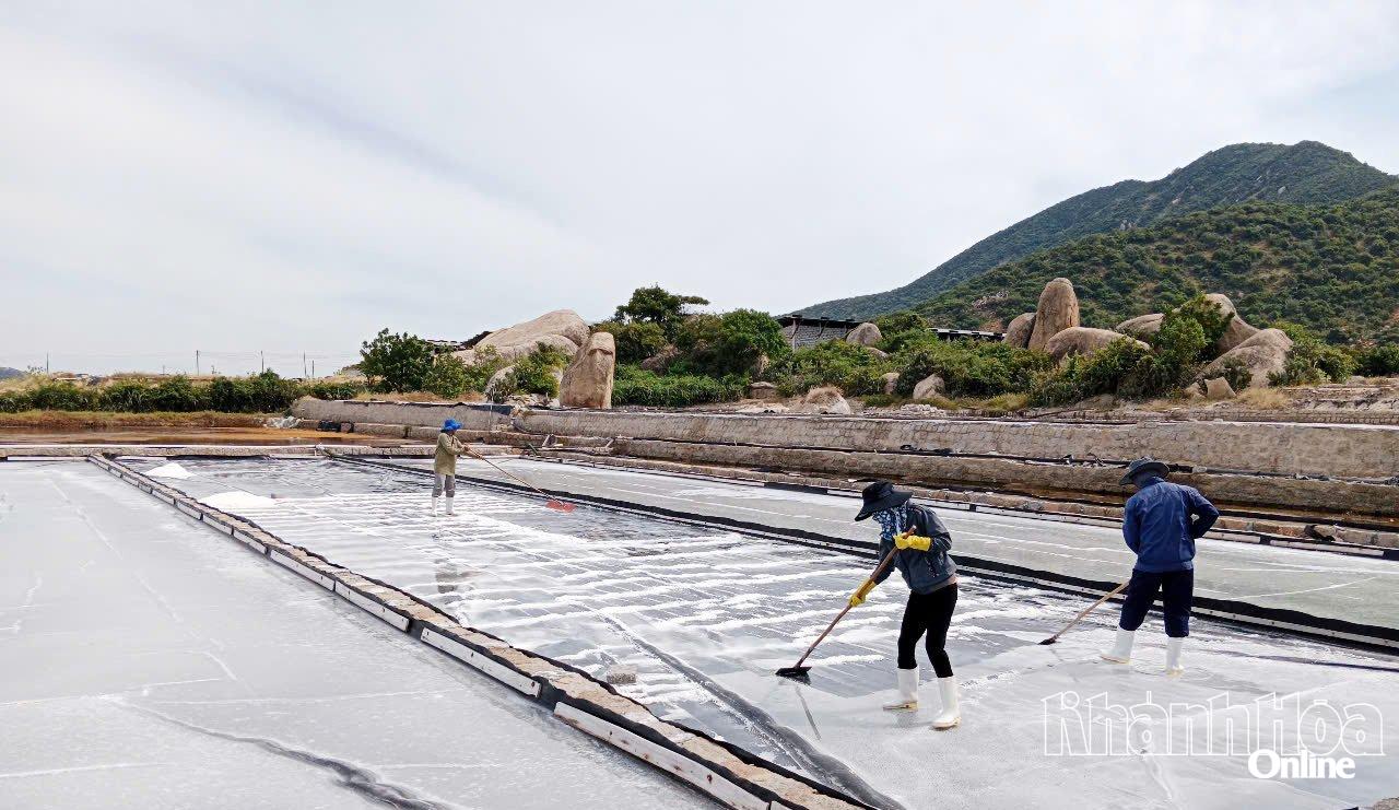 Ninh Hải có nhiều lợi thế để phát triển nghề muối.