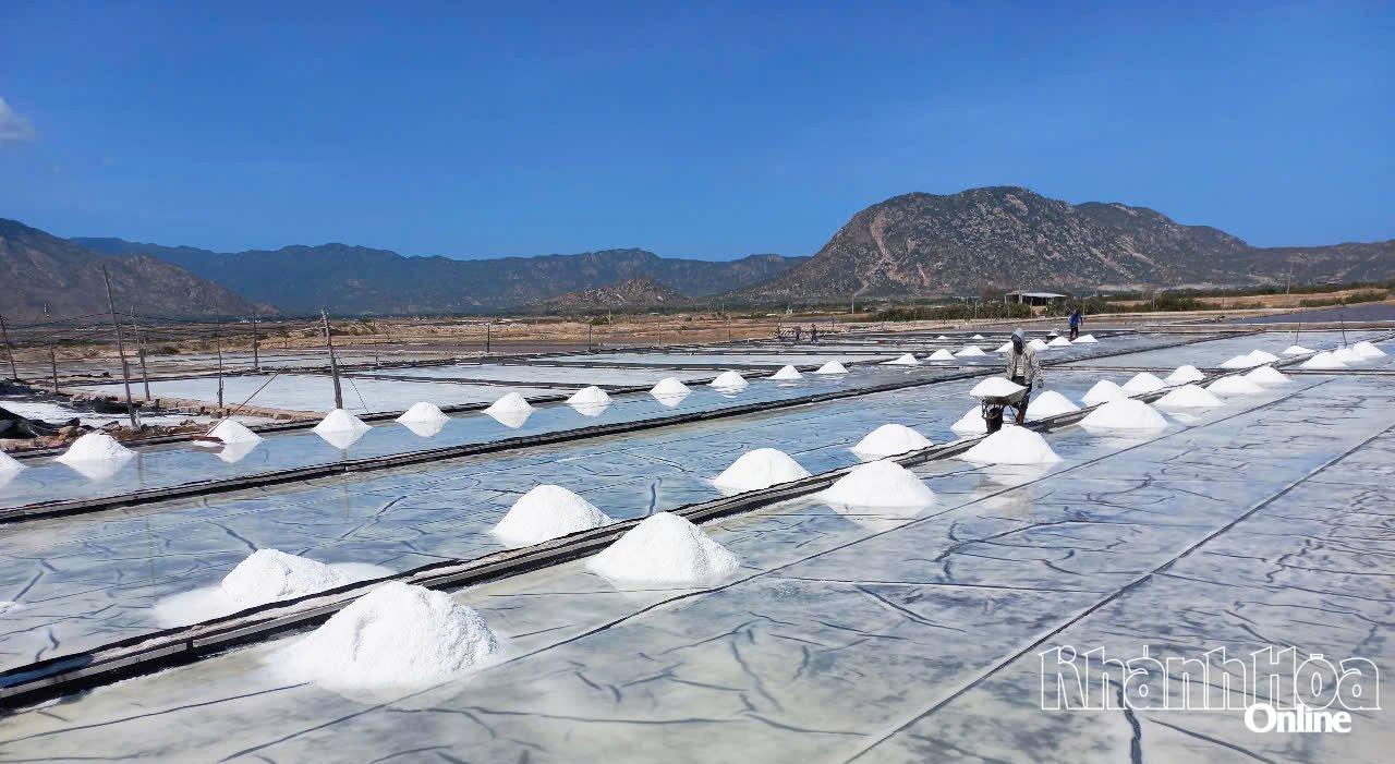 Diêm dân thu hoạch muối tại xã Ninh Hải.