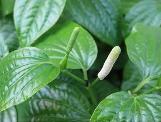 Điều "kì diệu" từ lá lốt