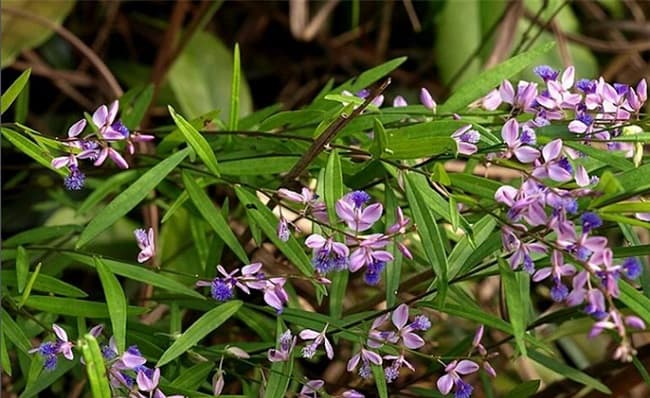 Cây viễn chí.