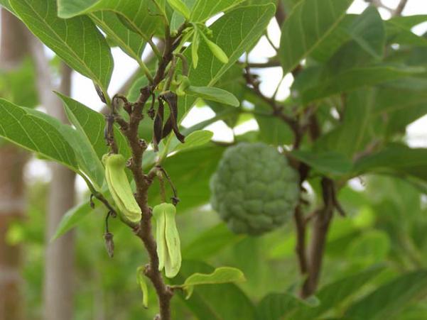 Tại sao phải cẩn trọng với hạt na?