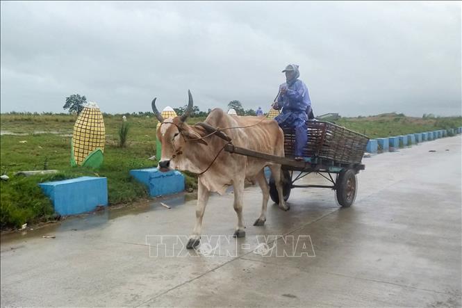 Gió mạnh kèm mưa khi siêu bão Saola quét qua tỉnh Isabela, phía Bắc Manila, Philippines ngày 27/8/2023. Ảnh: AFP/TTXVN

