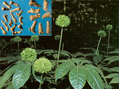 Hoa tam thất - Vị thuốc hạ huyết áp