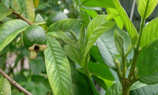 Lá và búp ổi làm lành vết thương và cầm tiêu chảy.