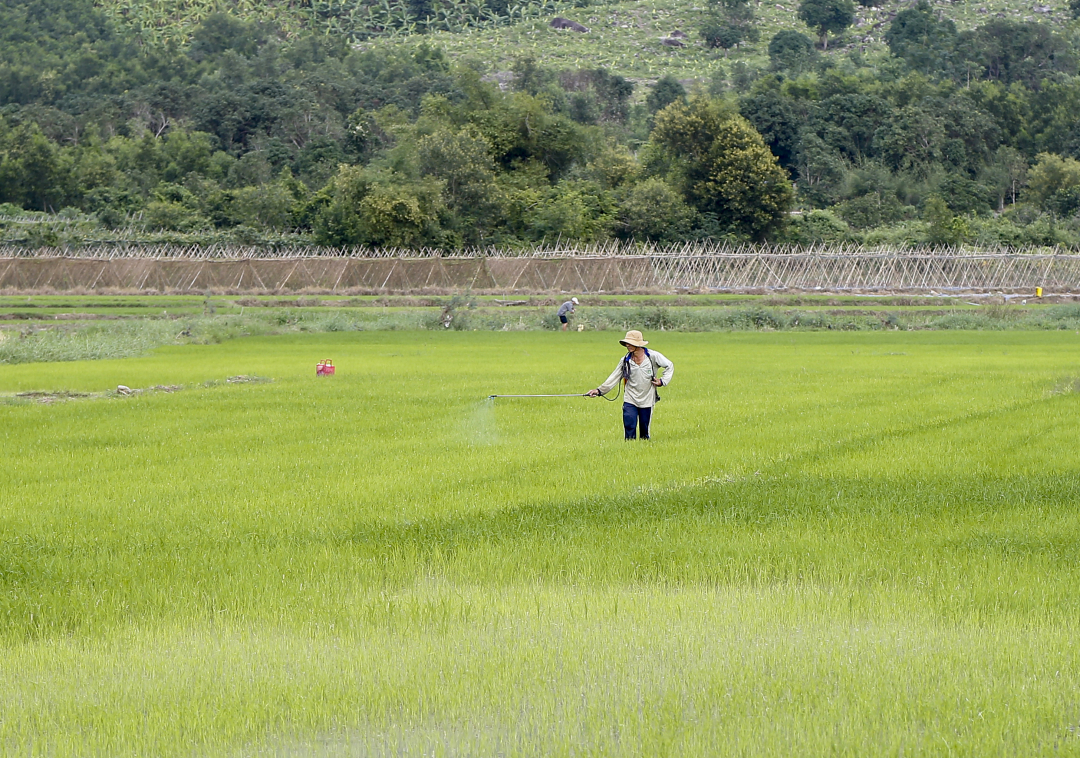 Farmer in Dien Khanh taking care of rice