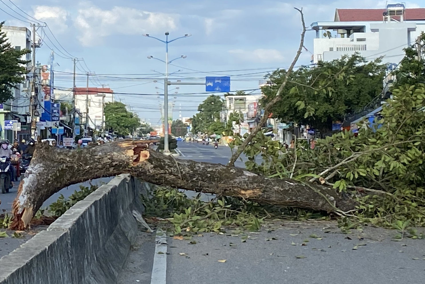 Cành cây Dầu Đôi gãy, rơi xuống đường