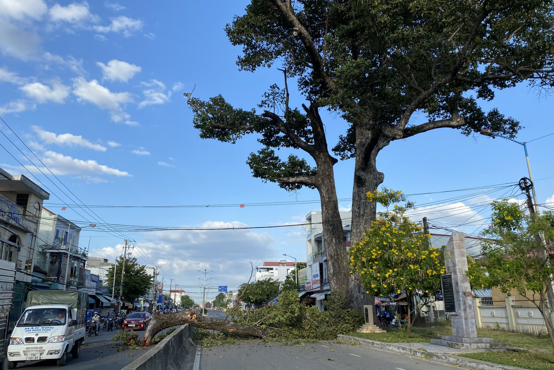 Nhành cây dầu đôi gãy chắn ngang đường 23-10.