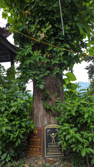 Về Nha Trang tìm cây giá tỵ