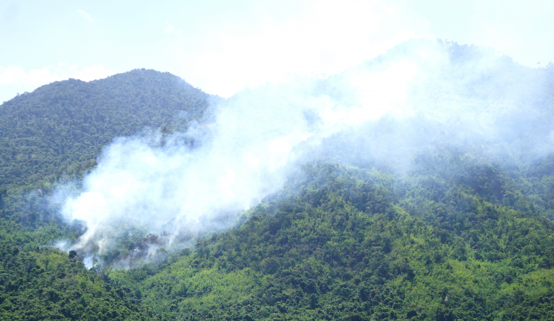 Vụ cháy rừng tại xã Ninh Tây gây thiệt hại 3ha lồ ô, cây bụi