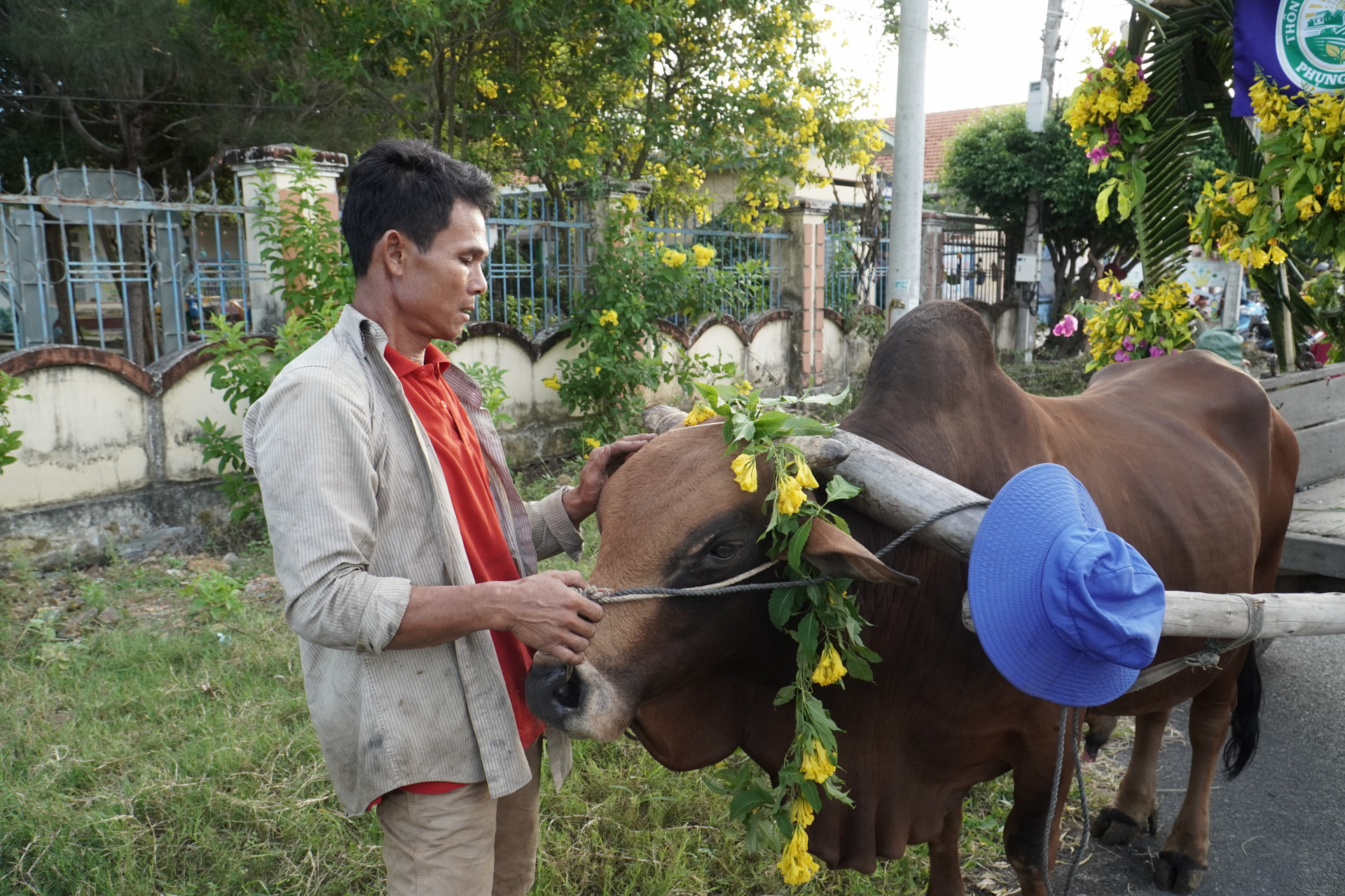 ông Lâm Quang Hưng, thôn Phụng Cang vuốt ve chú bò đã gắn bó với mình trên 20 năm.