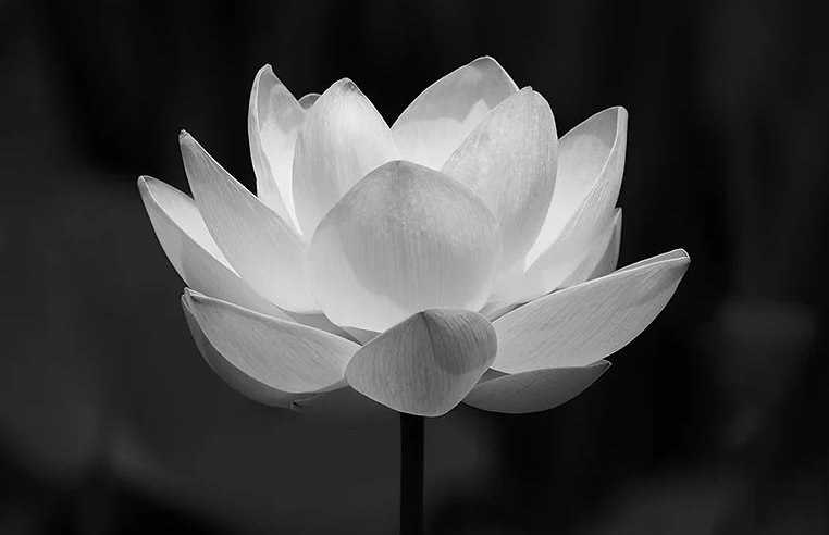 Tin buồn của gia đình đồng chí Phan Hữu Sâm