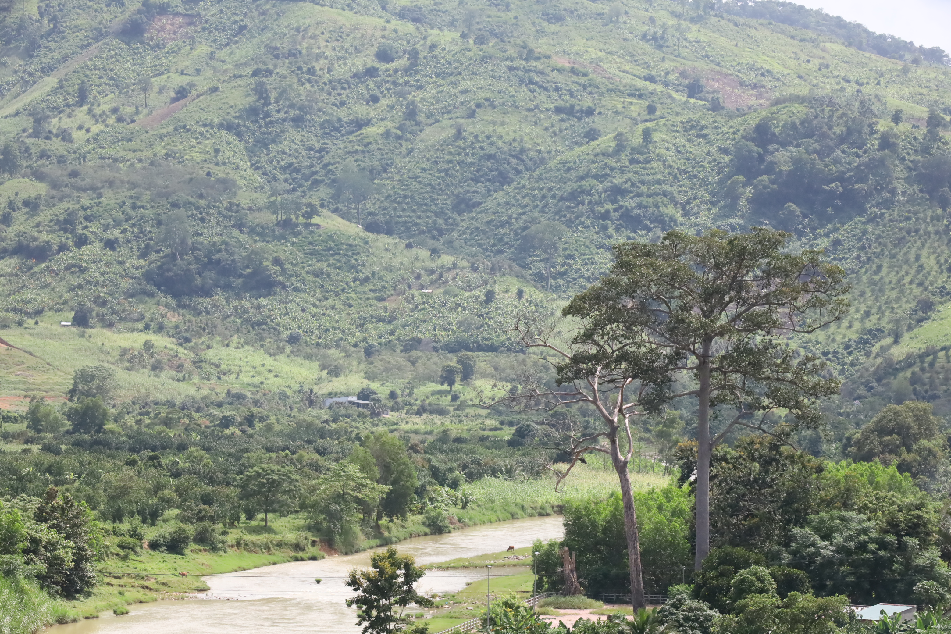 Khánh Sơn: Một cây dầu rái di sản bị chết