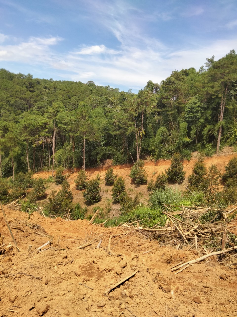 Một diện tích đất lâm nghiệp bị người dân lấn chiếm trồng sầu riêng tại Khánh Sơn, 
đã bị Ban Quản lý rừng phòng hộ Nam Khánh Hòa lập biên bản xử lý.
