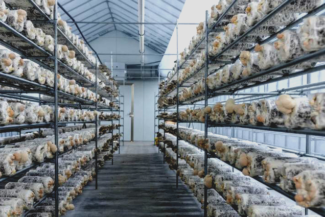 Đột phá công nghệ trồng nấm giữa cái nóng khắc nghiệt của sa mạc UAE