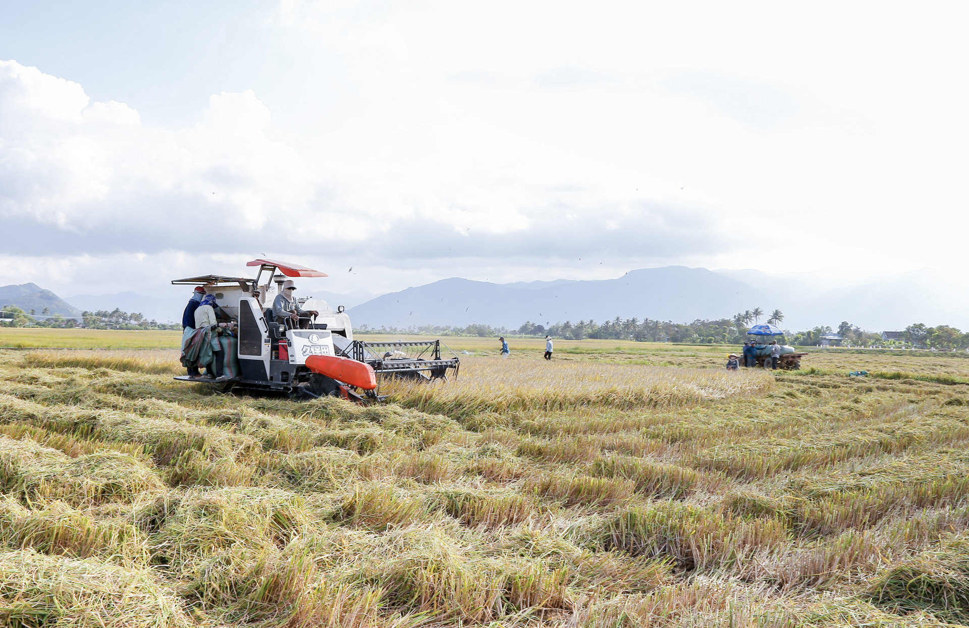 Nông dân phấn khởi khi giá lúa tăng cao hoặc nông dân khánh hòa bắt đầu thu hoạch lúa hè thu