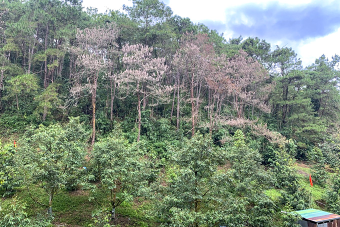 Lãnh án 3 năm tù vì hủy hoại rừng