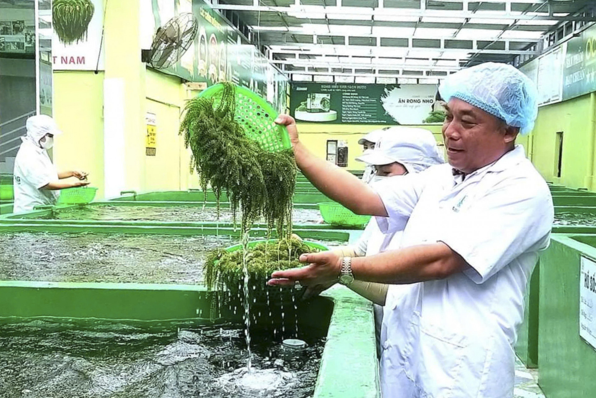 Sea grapes after harvest are put into processing.