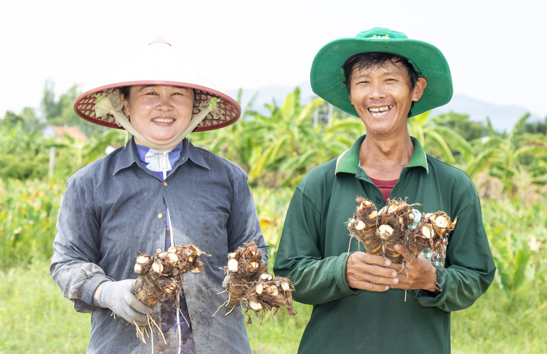 Nông dân xã Vạn Phú thu hoạch khoai môn.
