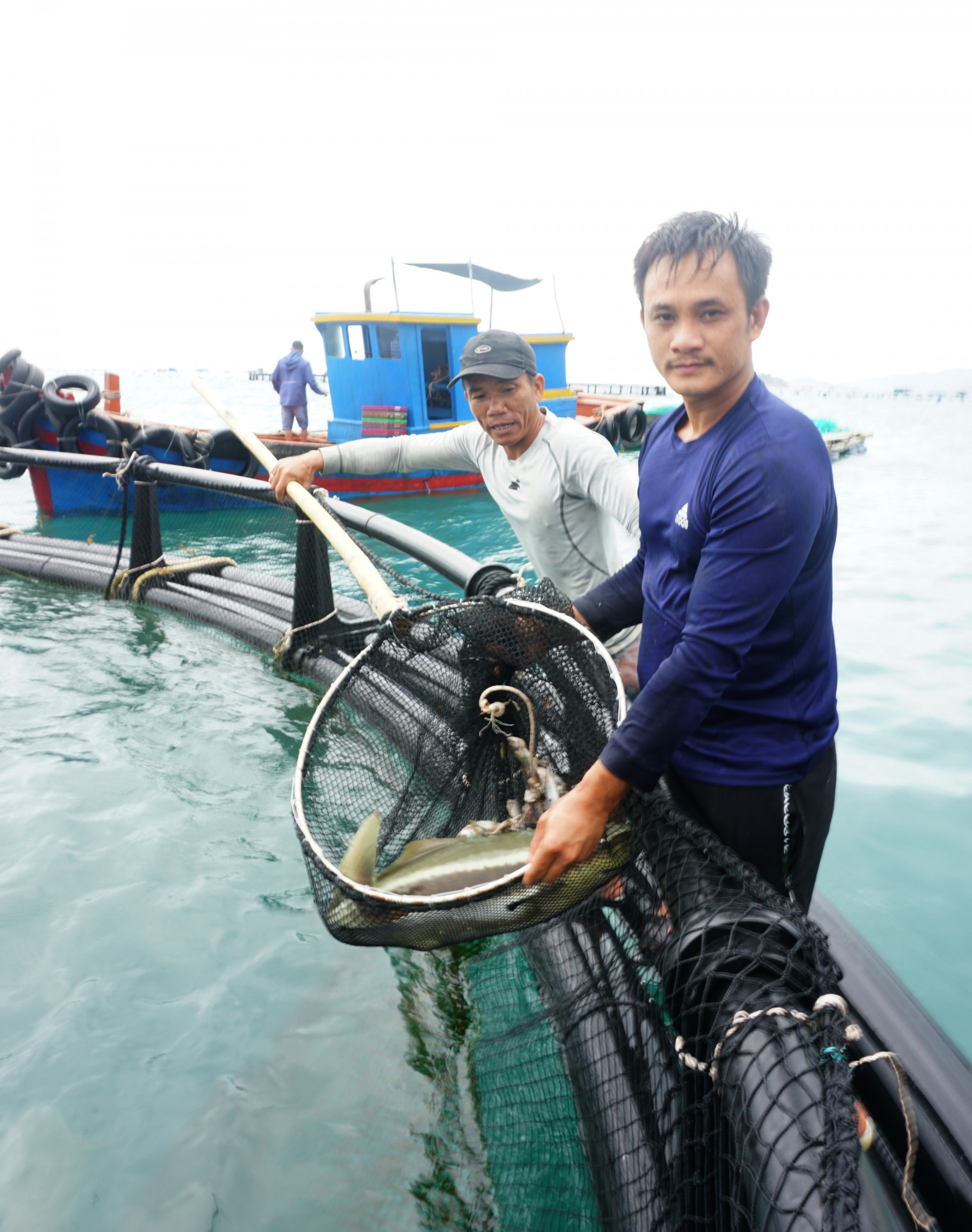 Người dân thu hoạch cá bớp nuôi bằng lồng HDPE 
tại vùng biển mở xã Cam Lập (Cam Ranh).
