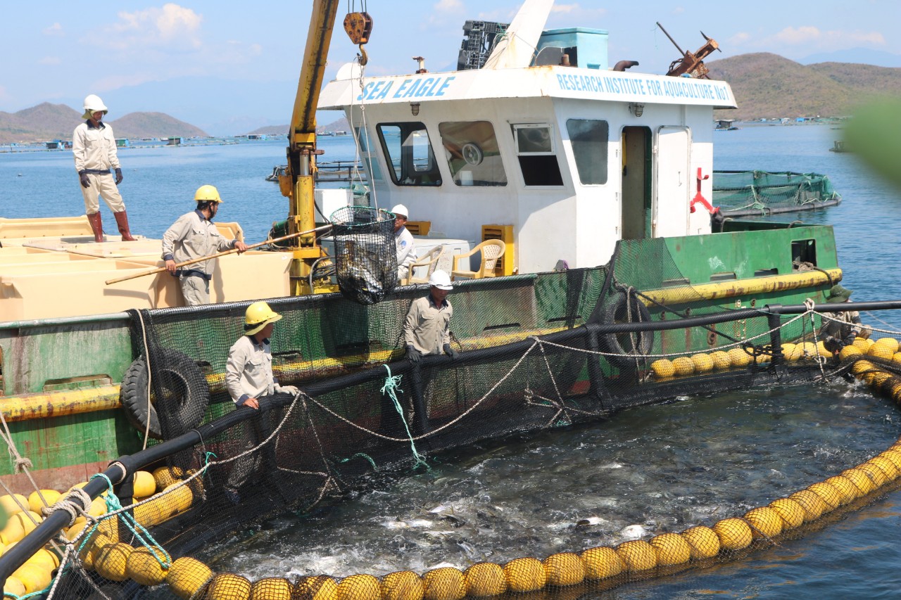 Trung tâm Nuôi biển công nghệ cao (Viện Nghiên cứu Nuôi trồng Thủy sản I) 
thu hoạch cá chim vây vàng được nuôi trên vịnh Vân Phong.
