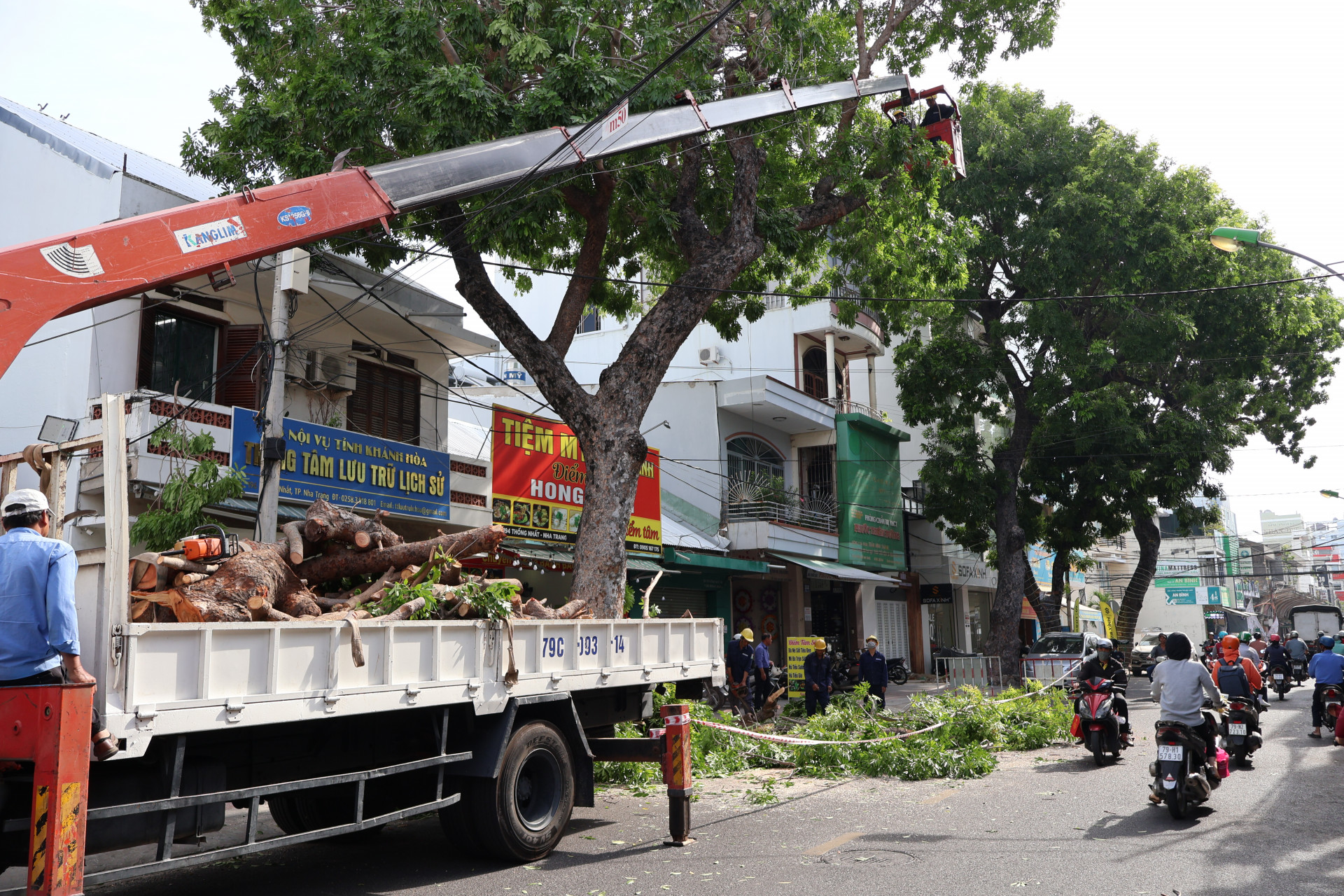 Công nhân cắt tỉa cây xà cừ trên đường Thống Nhất.