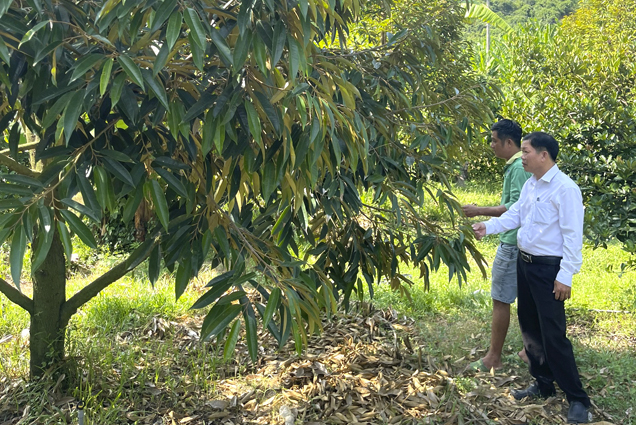 Xã Sơn Tân: Chú trọng phát triển cây ăn quả