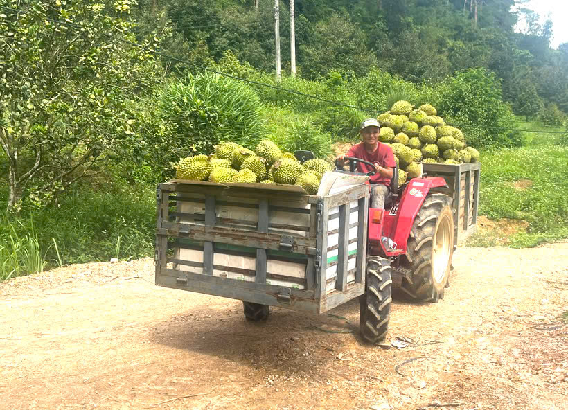 Năm nay, nông dân Khánh Sơn được mùa sầu riêng.