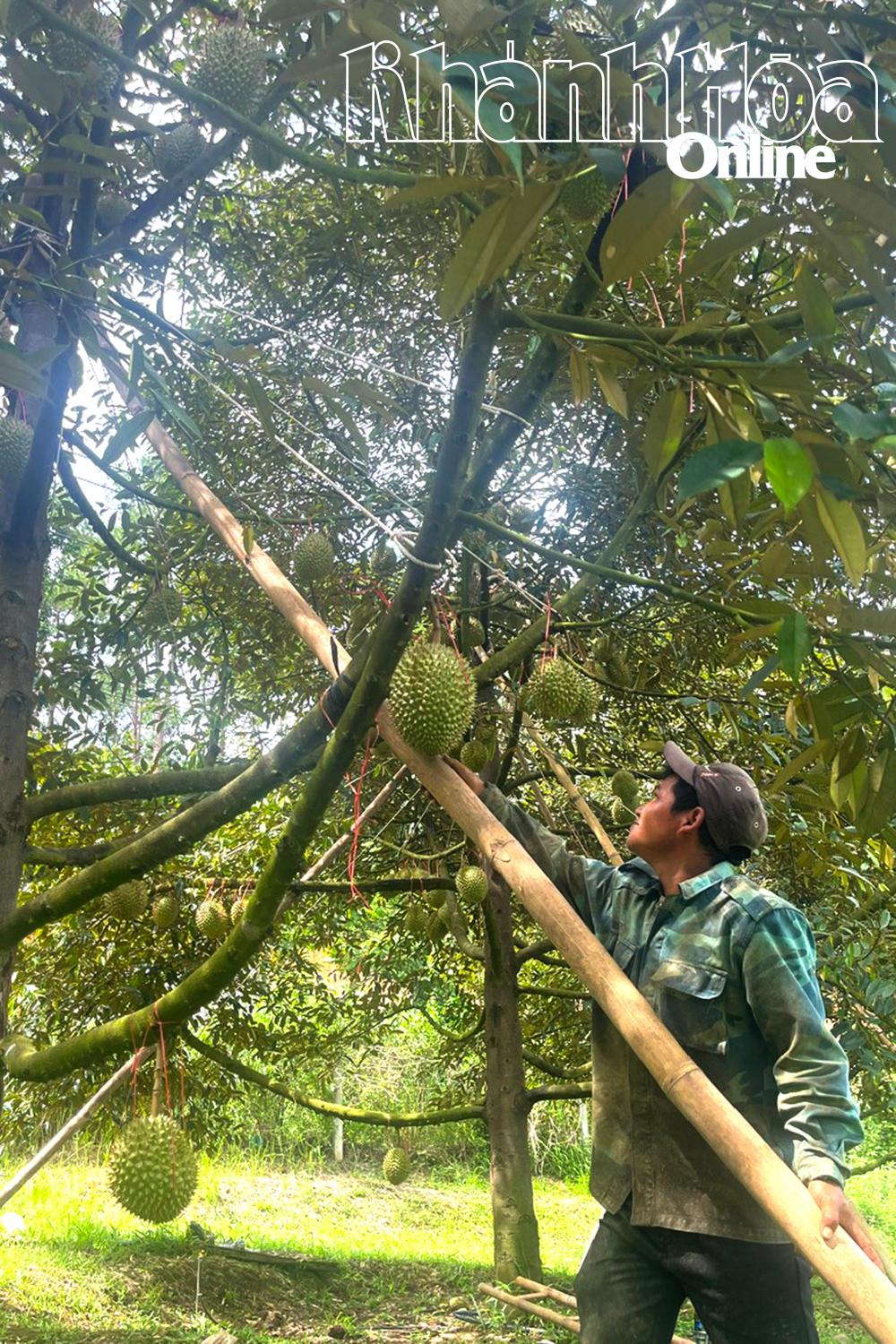 Durian has helped ethnic minority households in Tay Khanh Son commune escape poverty.