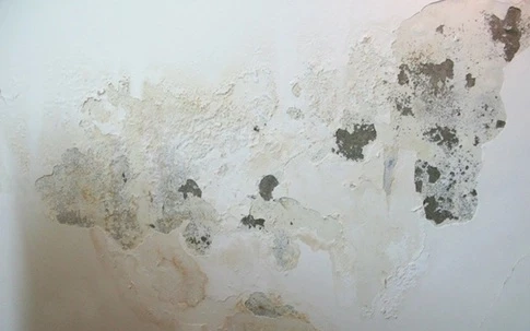 Một số thiết kế nội thất không hợp lý có thể góp phần làm tăng nguy cơ phát triển ẩm mốc trong văn phòng.