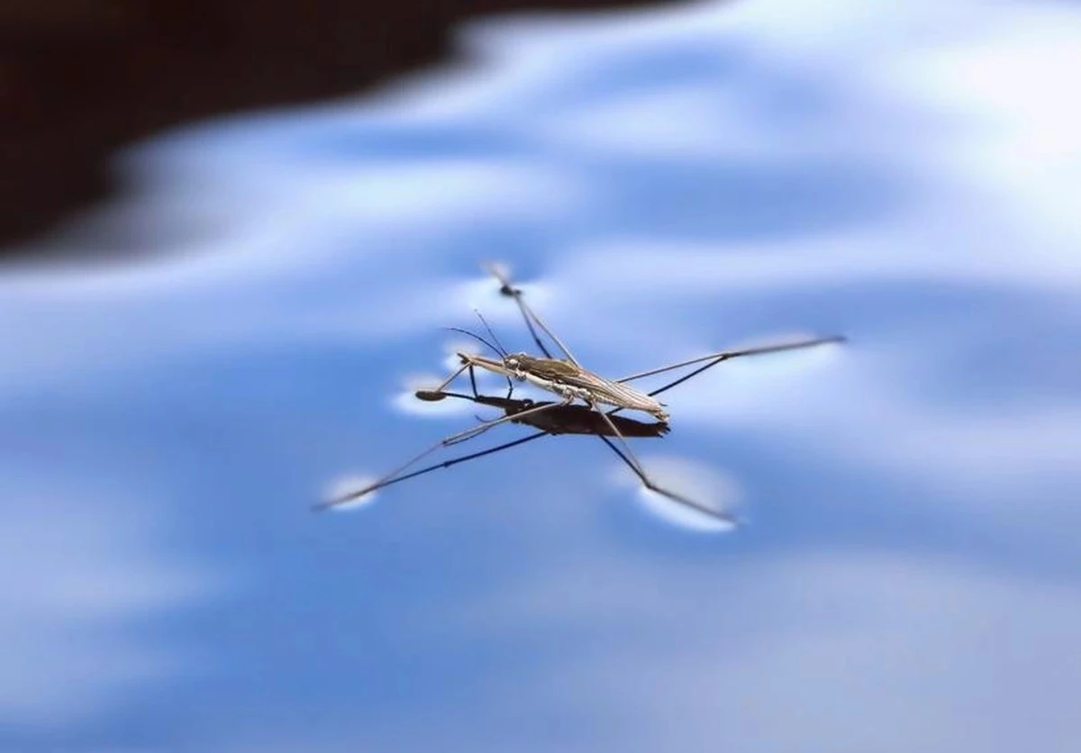 Các nhà khoa học Trung Quốc phát triển loại robot di chuyển trên mặt nước. Ảnh: Azo Nano