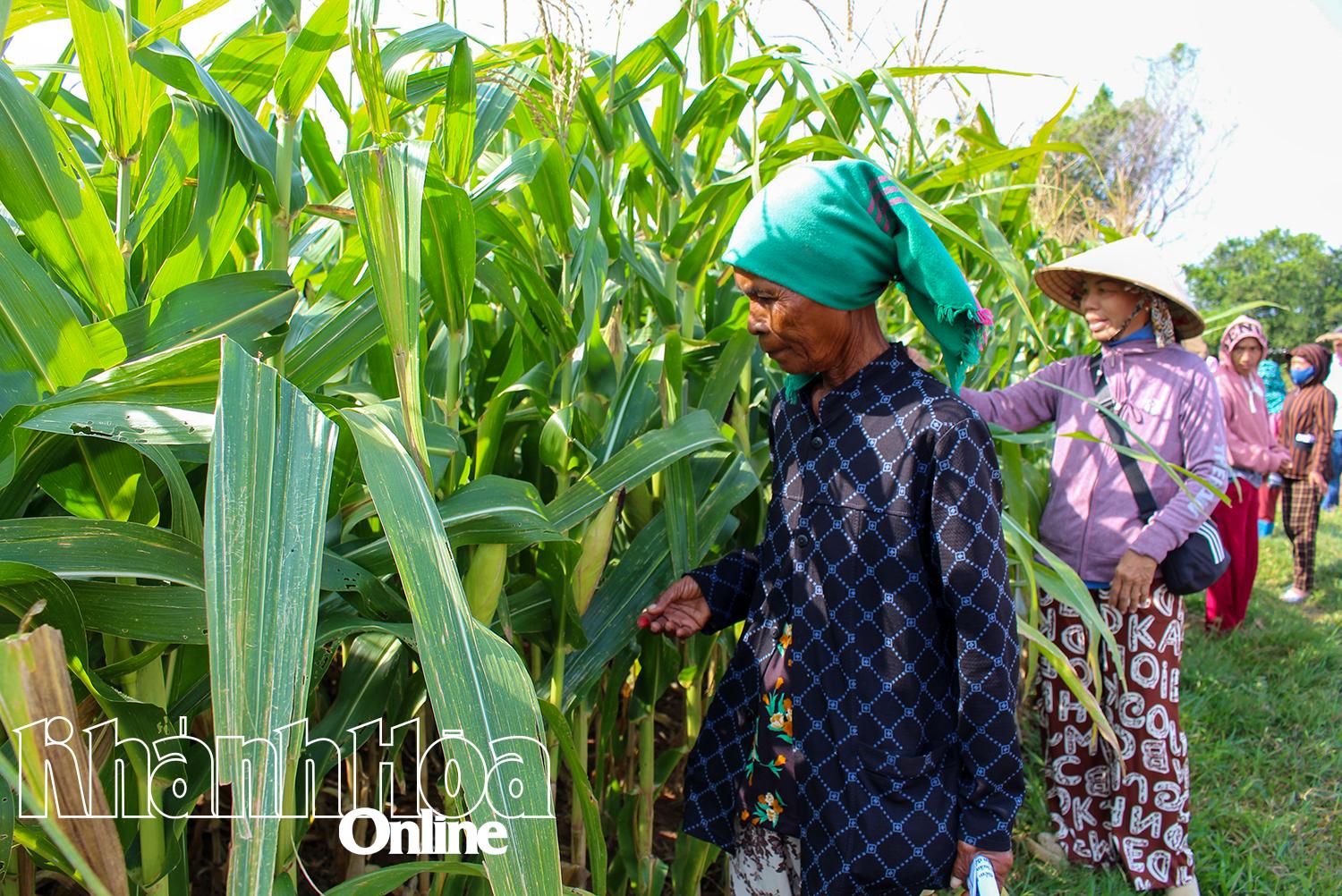 Người dân tham quan mô hình canh tác bắp lai luân canh đậu xanh chống chịu biến đổi khí hậu tại thôn Nha Húi, xã Mỹ Sơn.