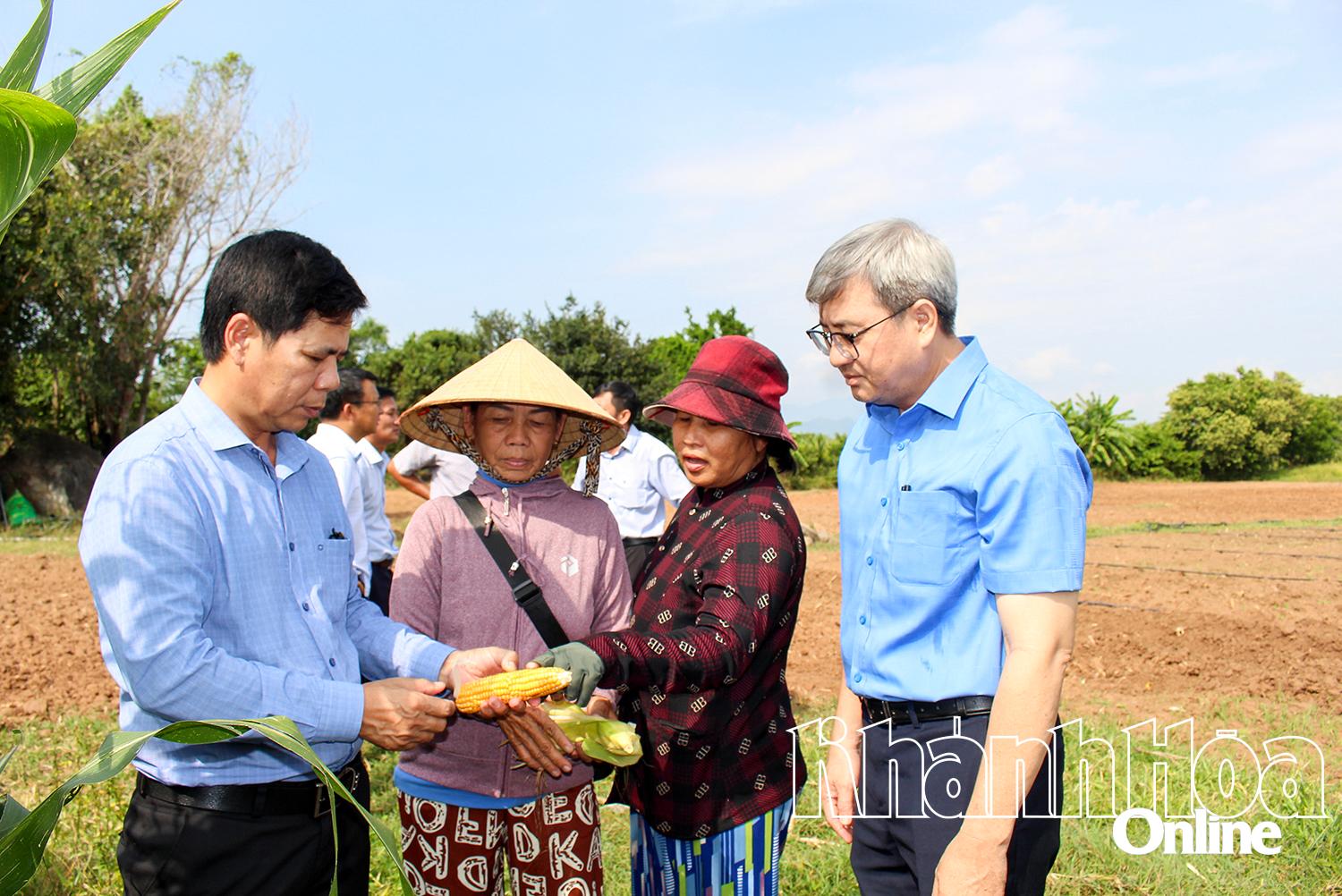 Lãnh đạo Sở Nông nghiệp và Môi trường kiểm tra mô hình canh tác bắp lai luân canh đậu xanh chống chịu biến đổi khí hậu tại xã Mỹ Sơn.