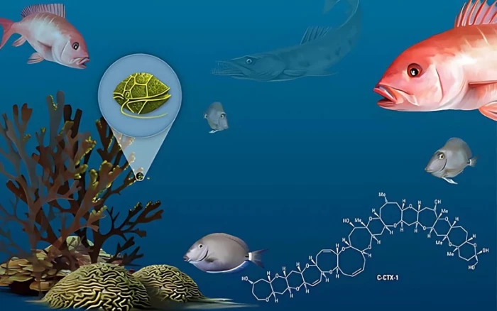 Ngộ độc ciguatoxin từ cá biển, cách phòng tránh hiệu quả