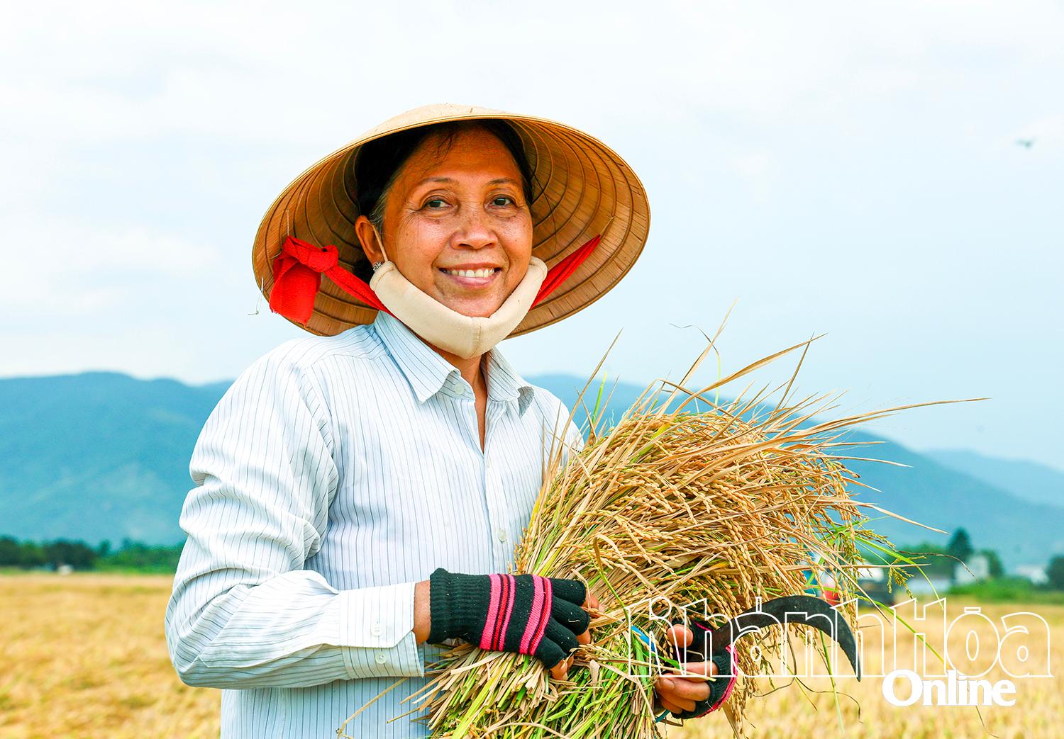 Nông dân xã Diên Khánh thu hoạch lúa.