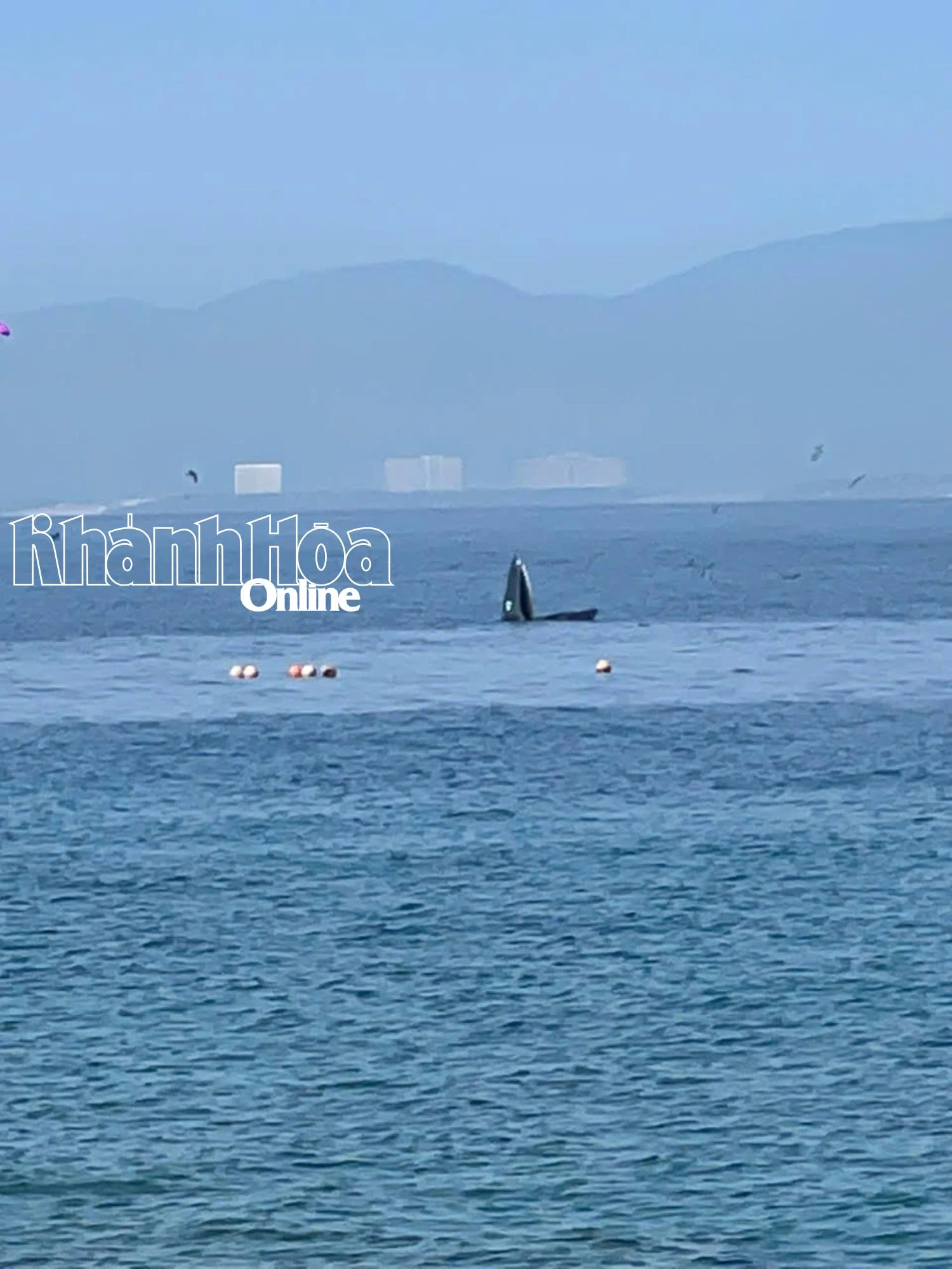 Whale spotted again in Hon Mun waters