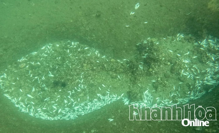 Xác minh, xử lý thông tin cá chết dưới đáy biển Hòn Bạc